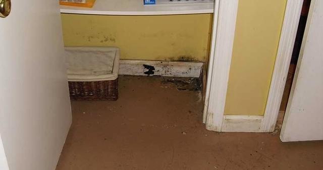 Moldy Basement in Westfield