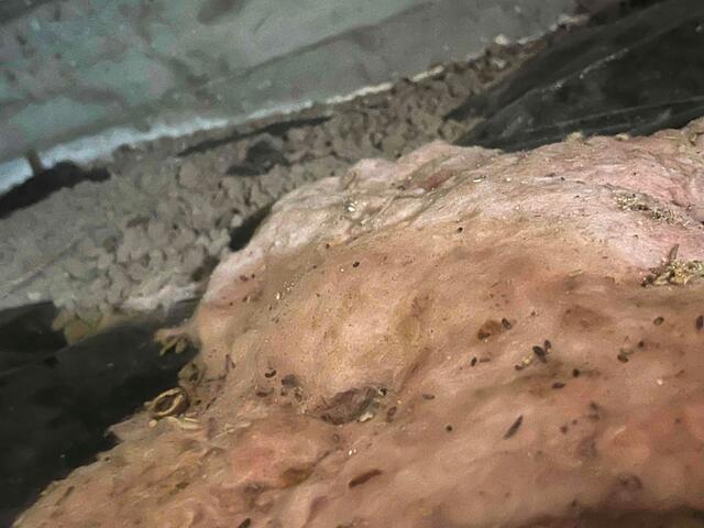 Before - Critter Leftovers