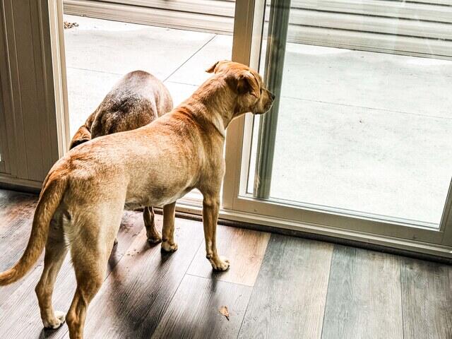 Dogs Enjoying Sunroom