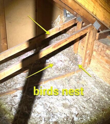 Old Insulation and Pests