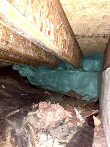 Crawl Space Pests