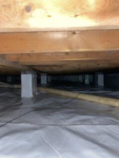 No Mold Growth