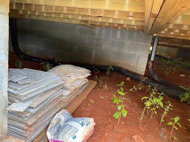 Weeds Growing In Crawl Space