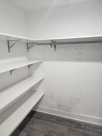 Mold Presents a Problem