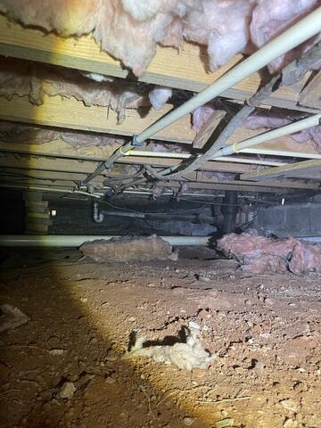 Mold Growth on Humid Insulation in Tuscumbia, AL