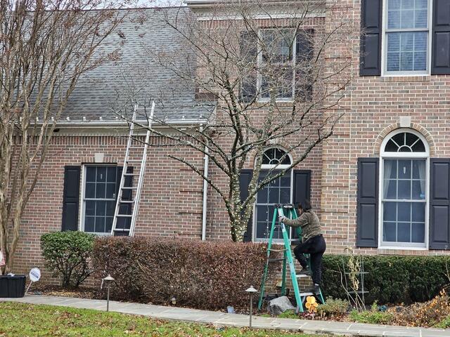 Decorating the Trees