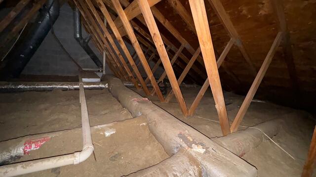 Rodents in the attic