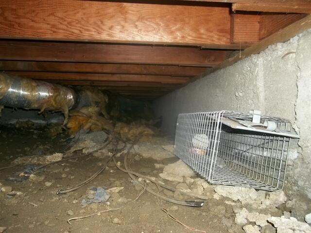 Wet and moldy crawl space attracts rodents in Concord, CA