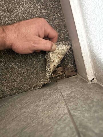 Water Damage under the Carpet