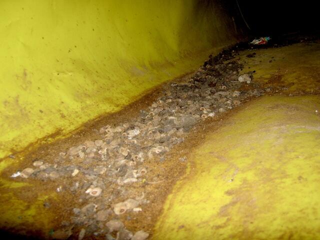 Standing water and rodent droppings in Tomales, CA, crawlspace