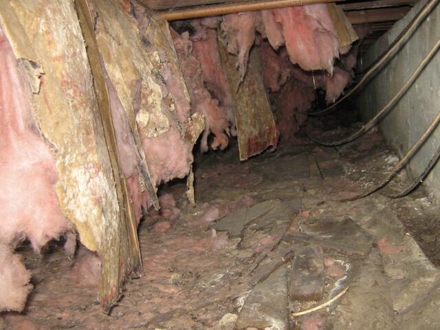 Rodents have torn apart insulation in Tomales, California
