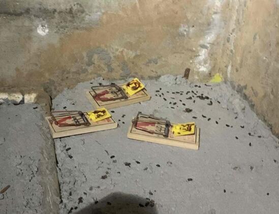 Mouse traps, mouse traps, everywhere mouse traps!