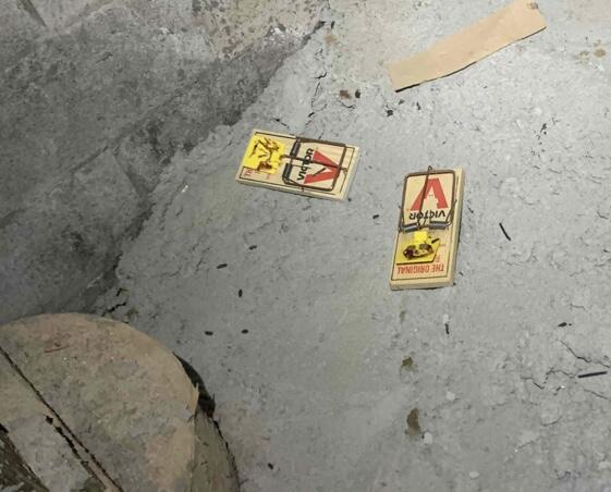 More mouse traps in Ross, CA, crawl space