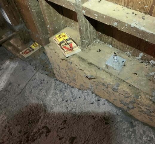 Catching rodents in Ross, CA, crawl space