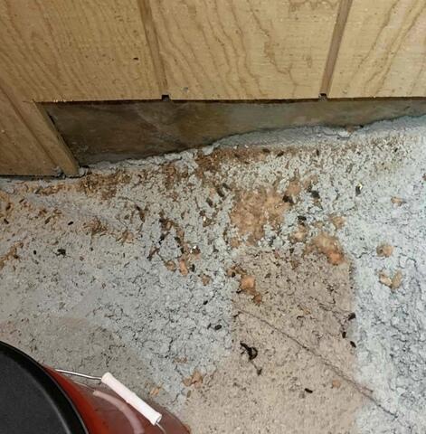 Rodent droppings are a health risk in Ross, CA