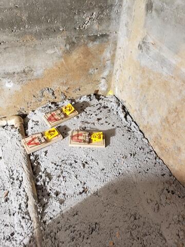 Rodent roundup in Ross, CA, home crawlspace