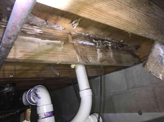 Wood Damage and Mold