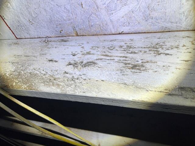 Mold Growth