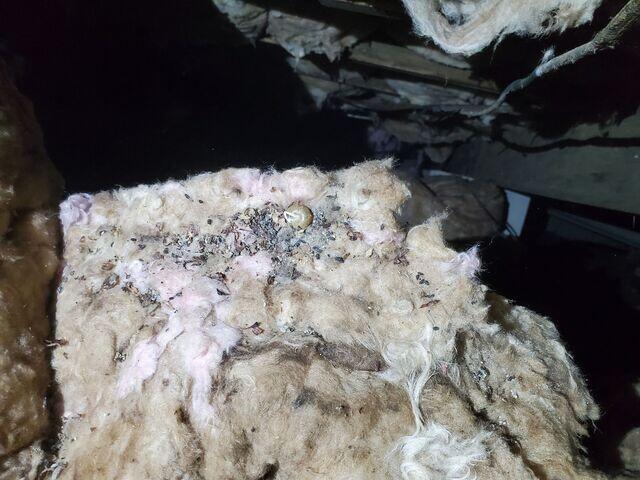 Moldy Insulation