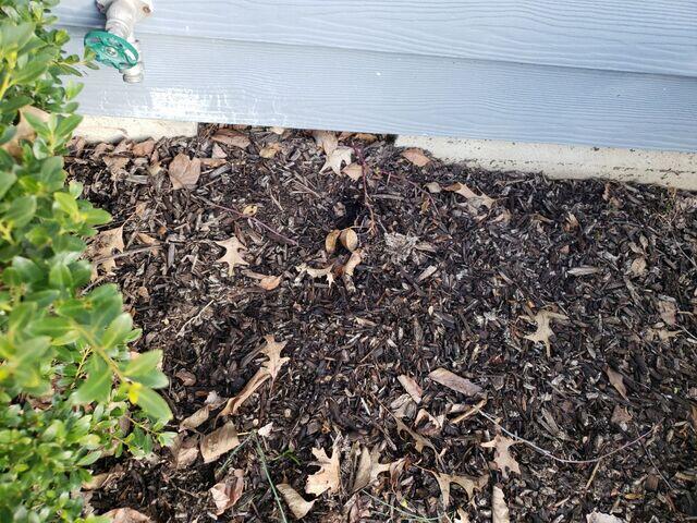 Mulch against crawlspace vent