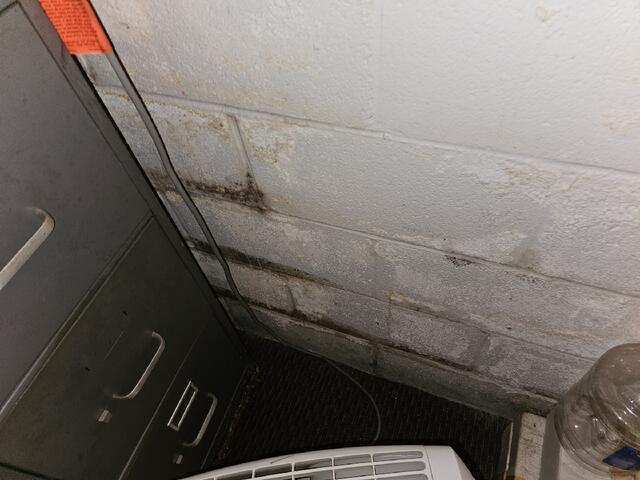 Visible Mold on Basement Walls