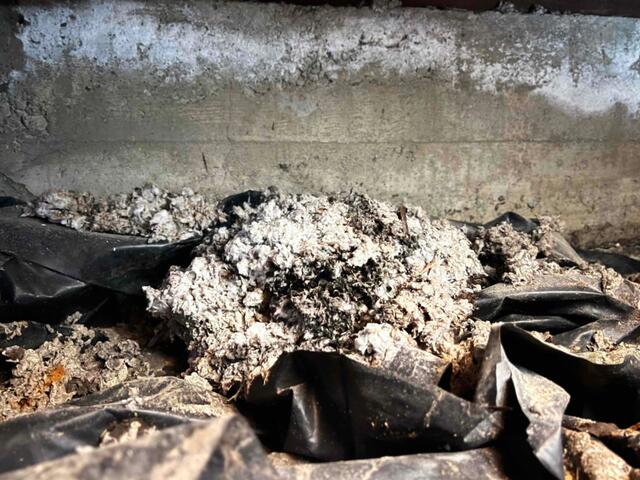 Mold City: A Breeding Ground for Health Concerns