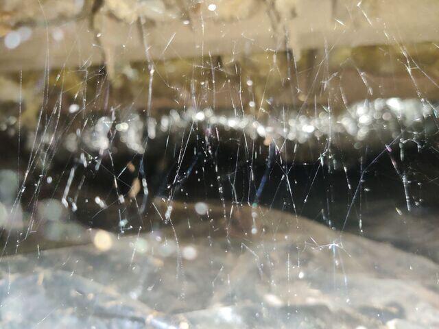 Crawl Space Critters