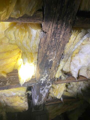 Mold Infestation on Wood Beams