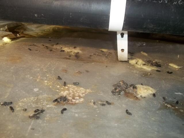 Rodent Infestation in Cotati, California, home crawlspace