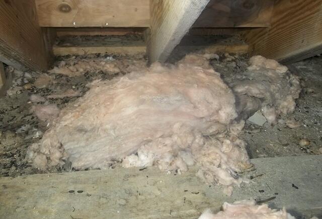 Unwanted Rodents in Guerneville, CA, Home Crawlspace