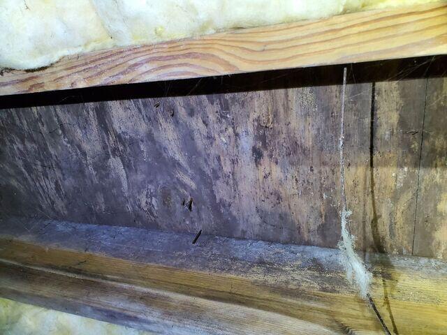Wood Rot