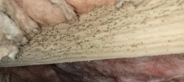 Mold Growth