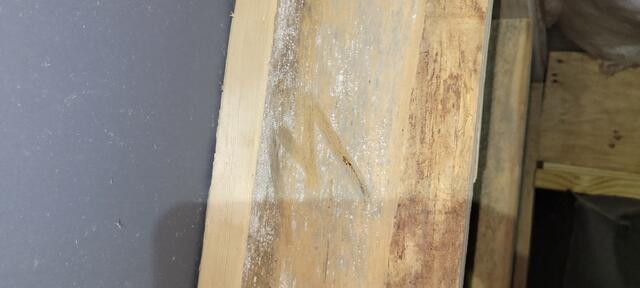 Mold Growth
