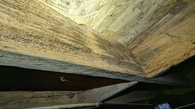 Mold Growth