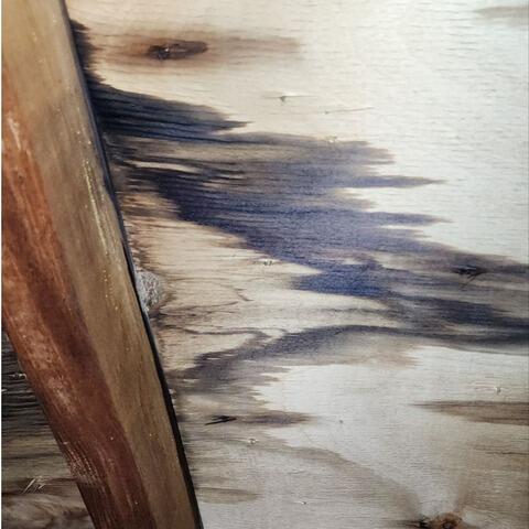 Spores of Mold