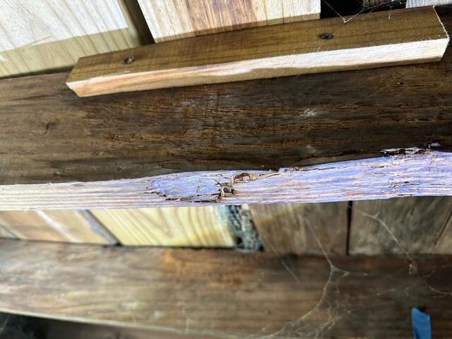 Damaged Floor Joists