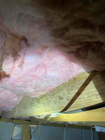 Mold Spores