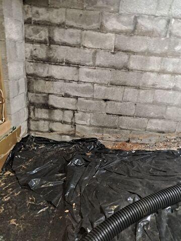 Moldy Basement