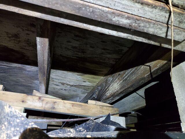Rotting Wood