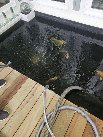 Koi Fish Tank
