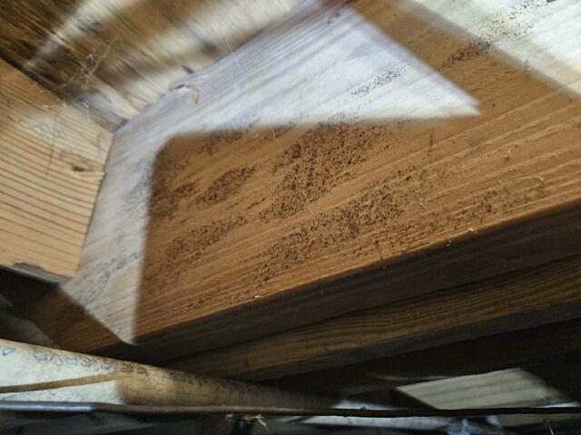 Mold Spores