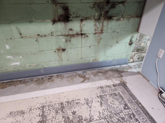 Mold & Mildew