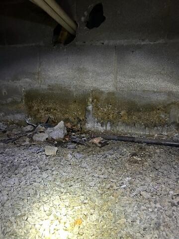 Mold on Walls