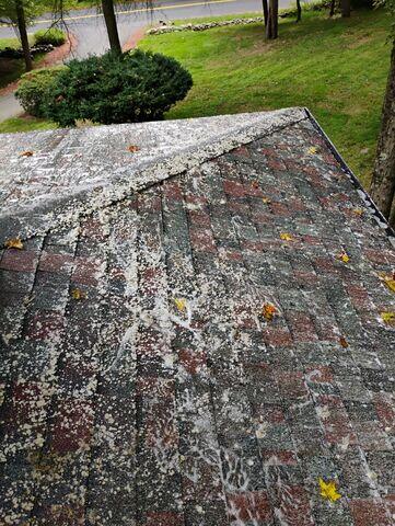 Moss after treatment