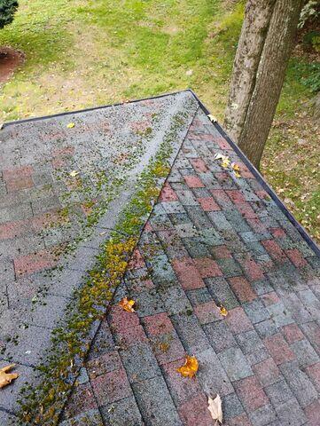 Moss Before Treatment