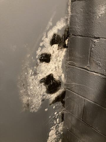 Black Mold