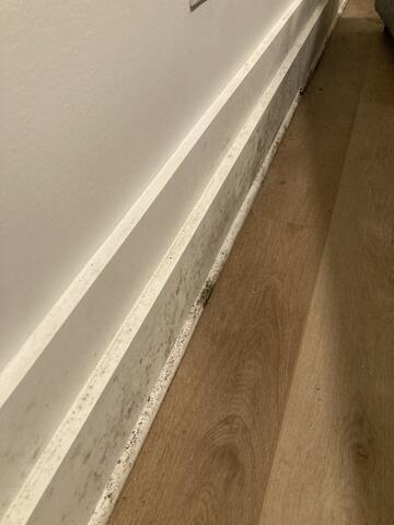 Mold Growing on the Baseboards