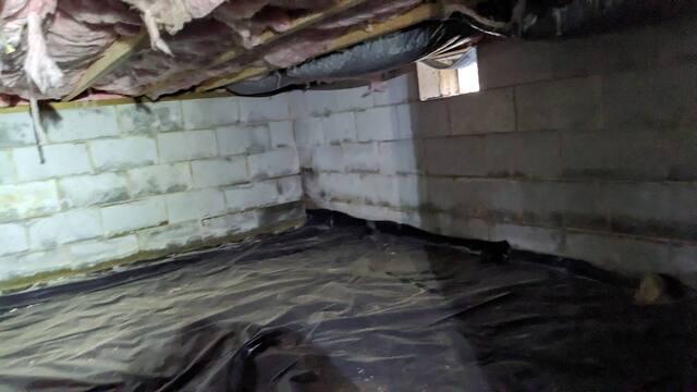 Mold and Mildew on the Walls of the Crawl Space.