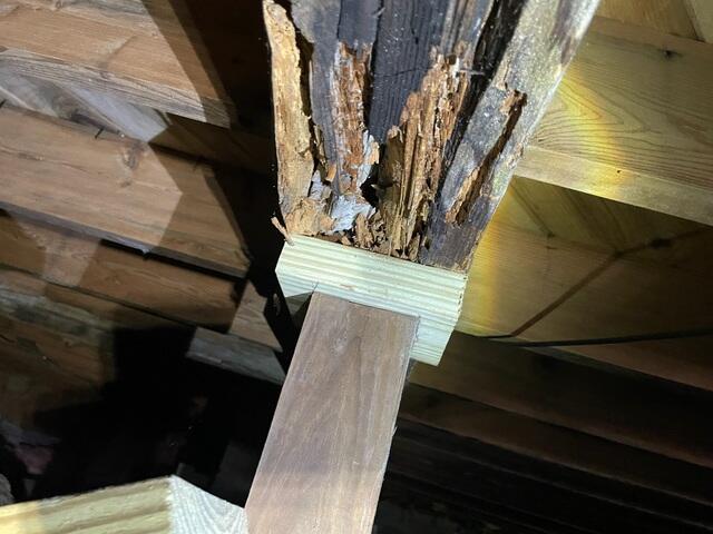 Rotting Wood