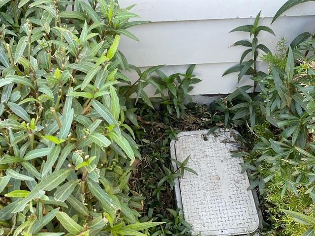 Causes of stem wall failure: having too many plants around your home in Gilbert, AZ